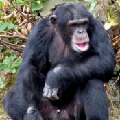 Photo de Singe - chimpanz