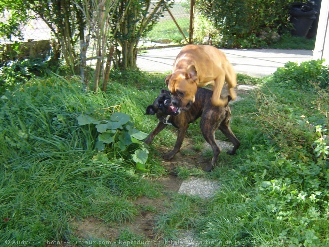 Photo de Boxer