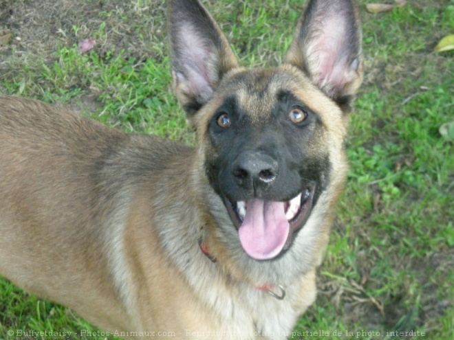 Photo de Berger belge malinois