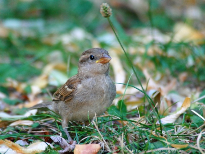 Photo de Moineau