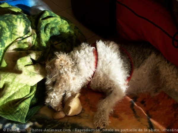 Photo de Fox terrier  poil dur