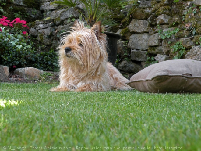 Photo de Cairn terrier