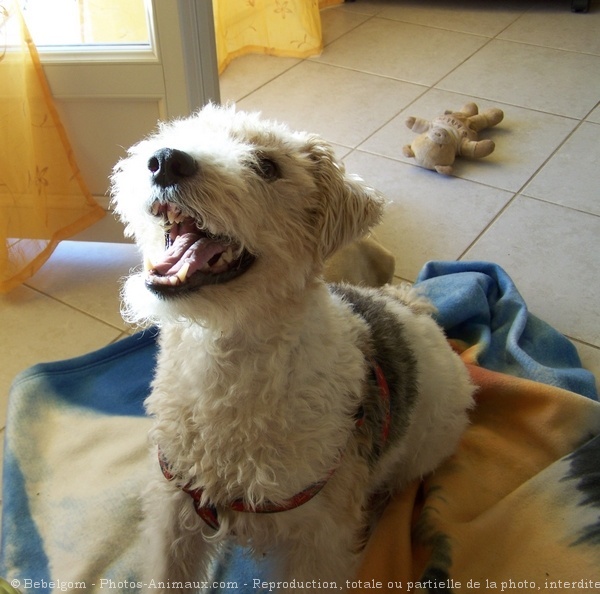 Photo de Fox terrier  poil dur