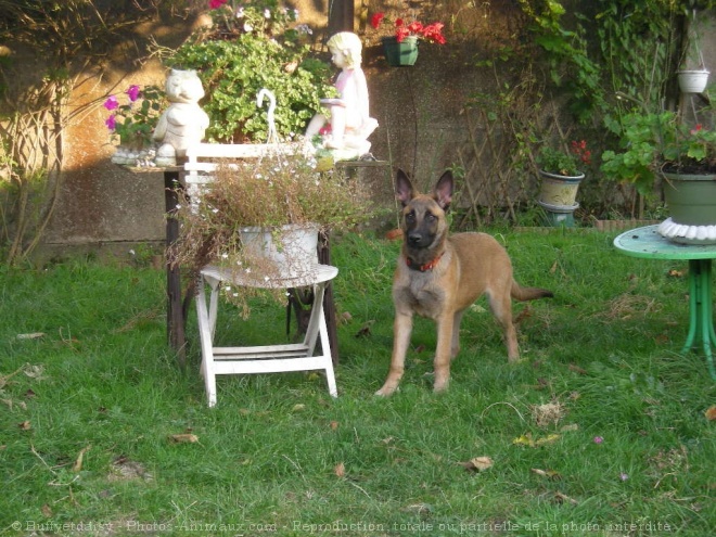 Photo de Berger belge malinois