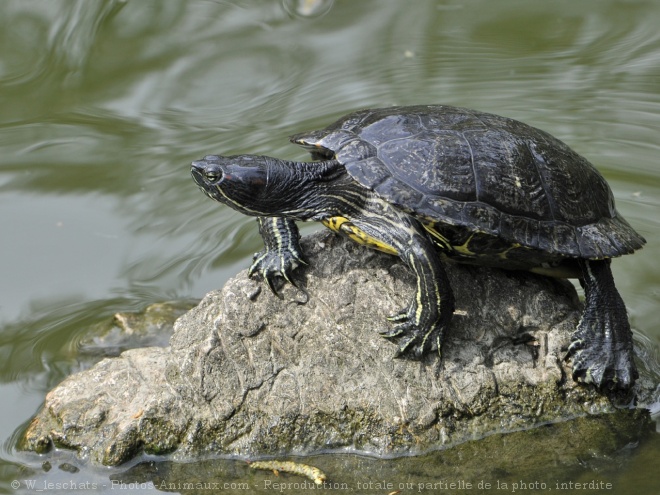 Photo de Tortue