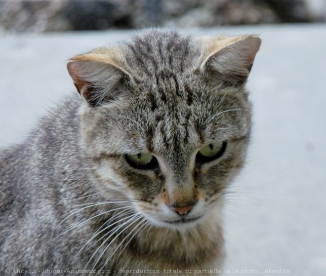 Photo de Chat domestique