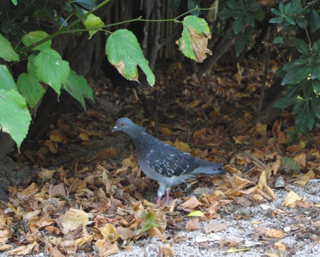 Photo de Pigeon