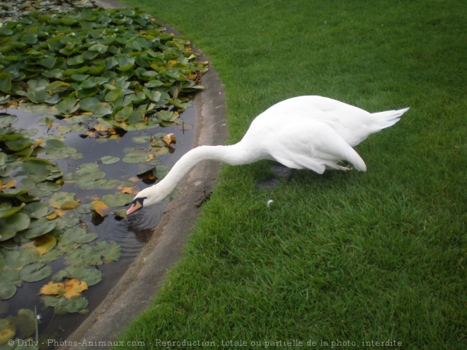 Photo de Cygne