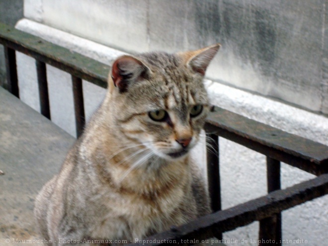 Photo de Chat domestique