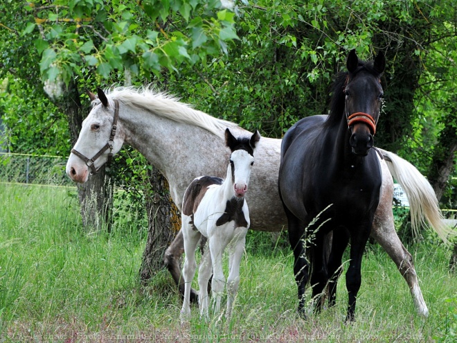 Photo de Races diffrentes