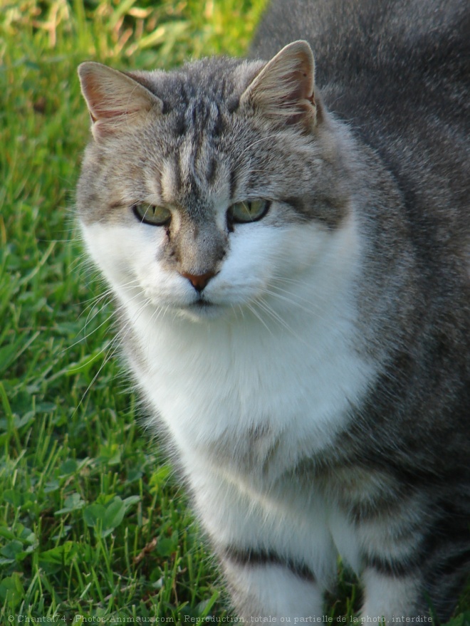 Photo de Chat domestique