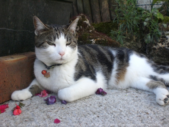 Photo de Chat domestique