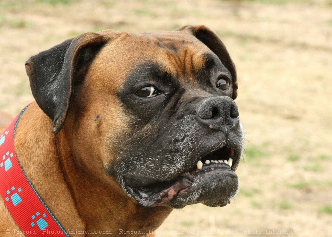 Photo de Boxer