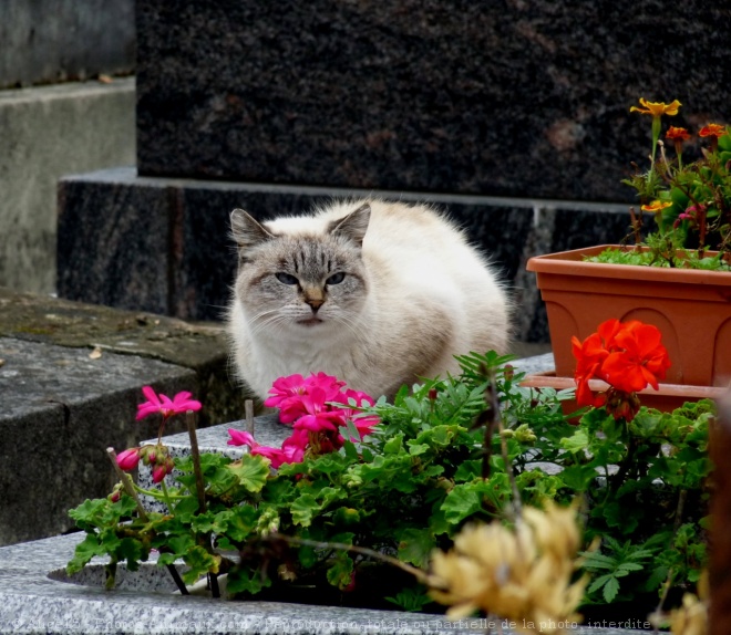 Photo de Chat domestique