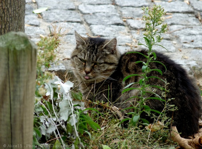 Photo de Chat domestique