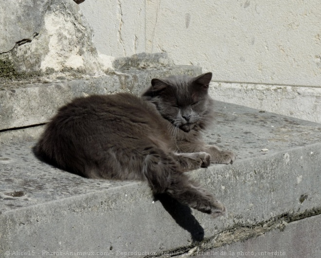 Photo de Chat domestique