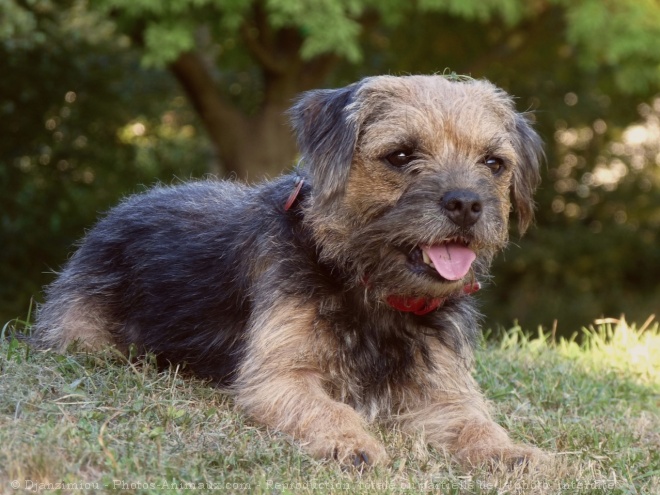 Photo de Border terrier