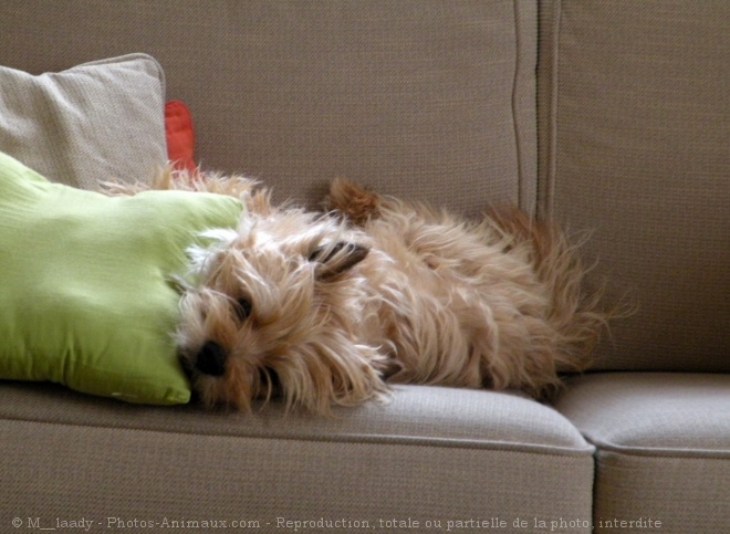 Photo de Cairn terrier