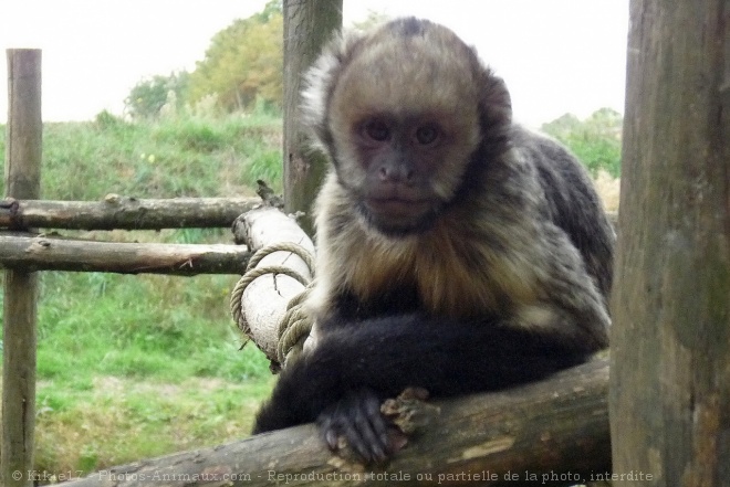 Photo de Singe - capucin