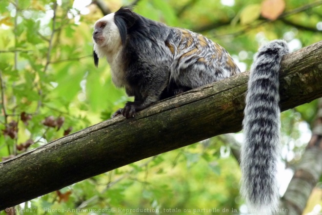 Photo de Singe - ouistiti de geoffroy