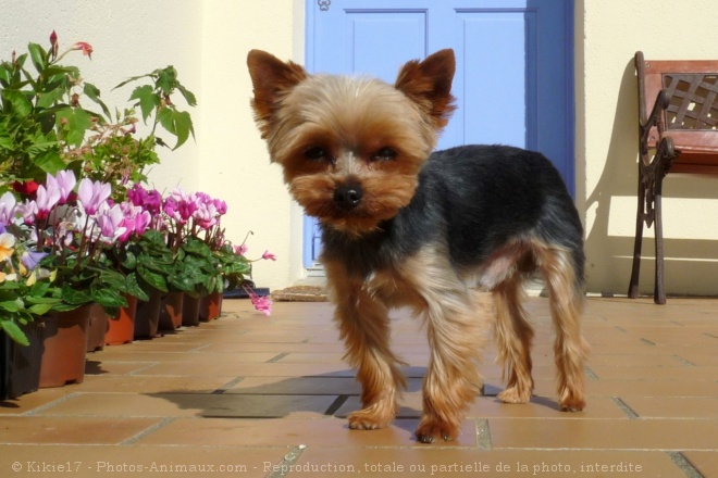 Photo de Yorkshire terrier