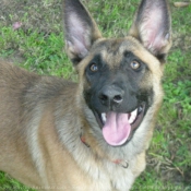 Photo de Berger belge malinois