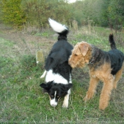 Photo d'Airedale terrier