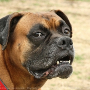 Photo de Boxer