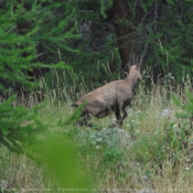 Photo de Chamois