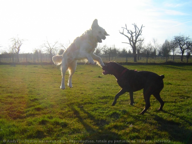 Photo de Races diffrentes