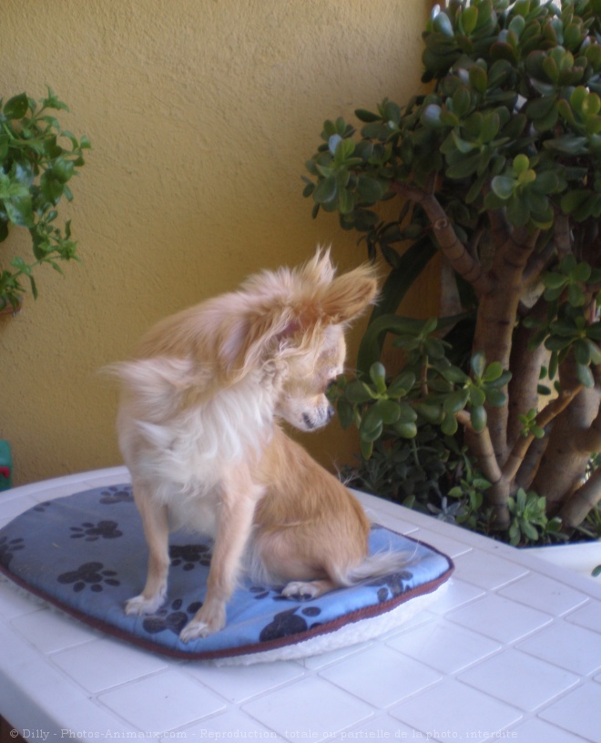 Photo de Chihuahua  poil long