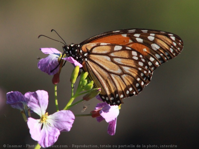 Photo de Papillon