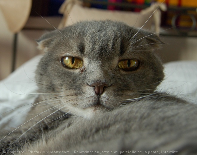 Photo de Scottish fold