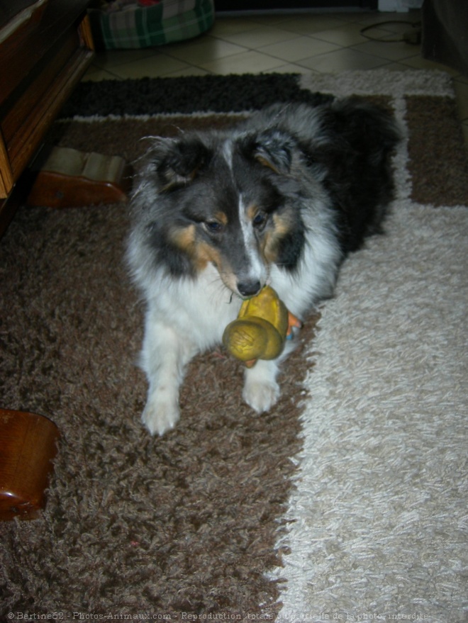 Photo de Chien de berger des shetland