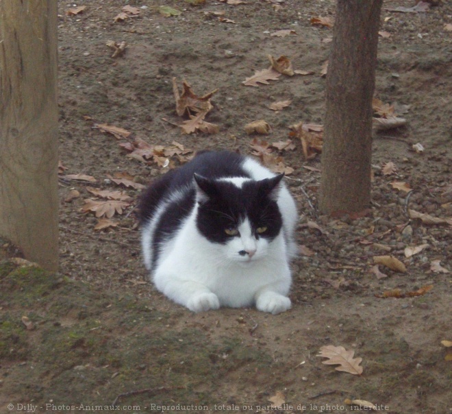 Photo de Chat domestique