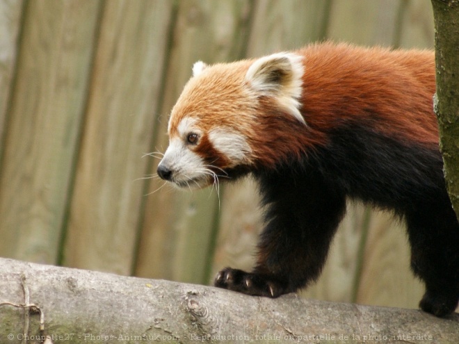 Photo de Panda roux