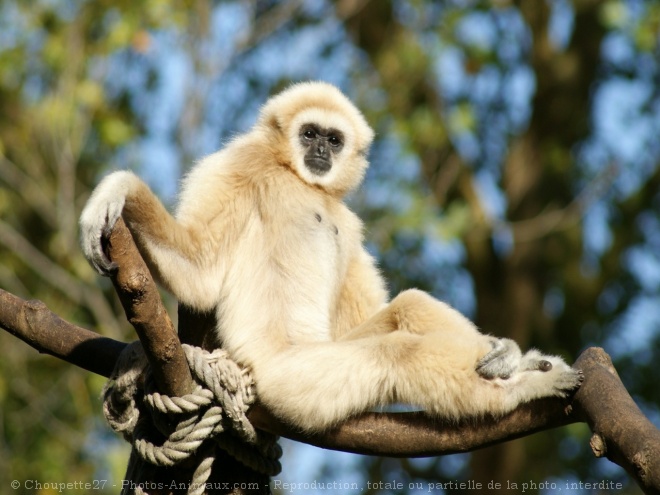 Photo de Singe - gibbon