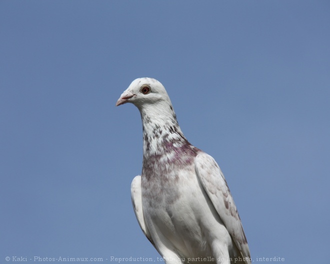 Photo de Pigeon