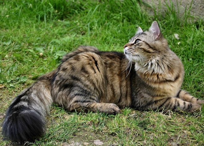 Photo de Chat domestique