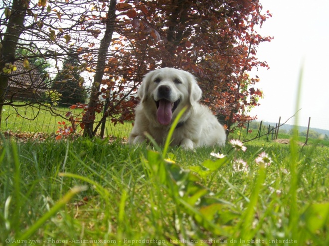 Photo de Golden retriever