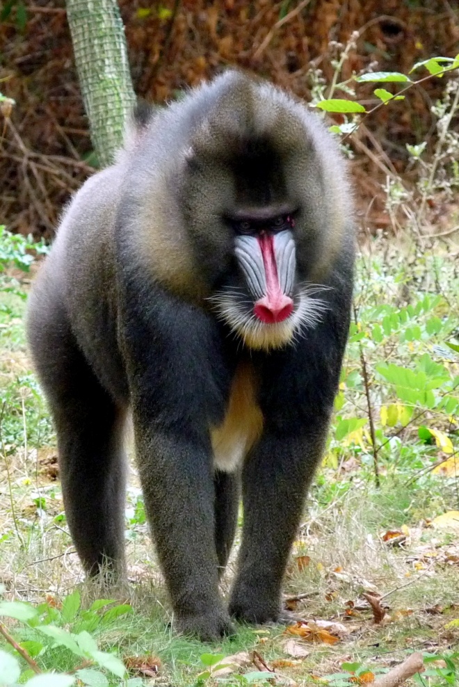 Photo de Singe - mandrill