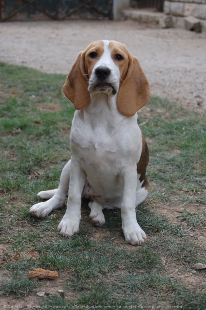 Photo de Beagle