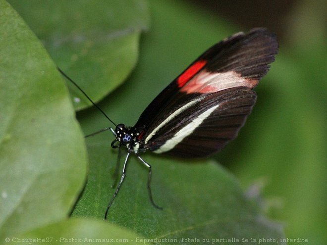 Photo de Papillon