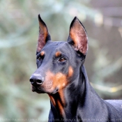 Photo de Dobermann