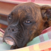 Photo de Boxer