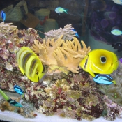 Photo de Poissons exotiques