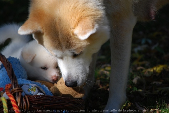 Photo d'Akita inu