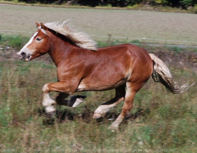 Photo de Haflinger