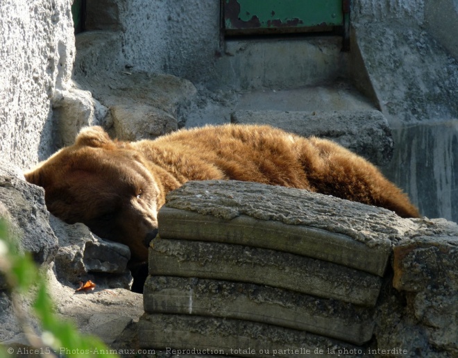 Photo d'Ours