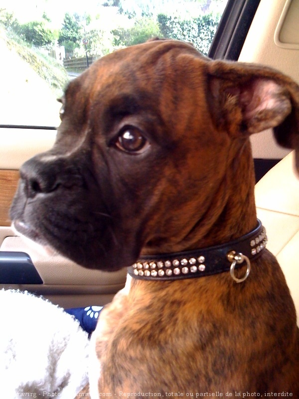 Photo de Boxer